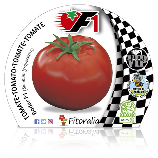 Pack Tomate Bodar F1 6 Ud. Solanum lycopersicum