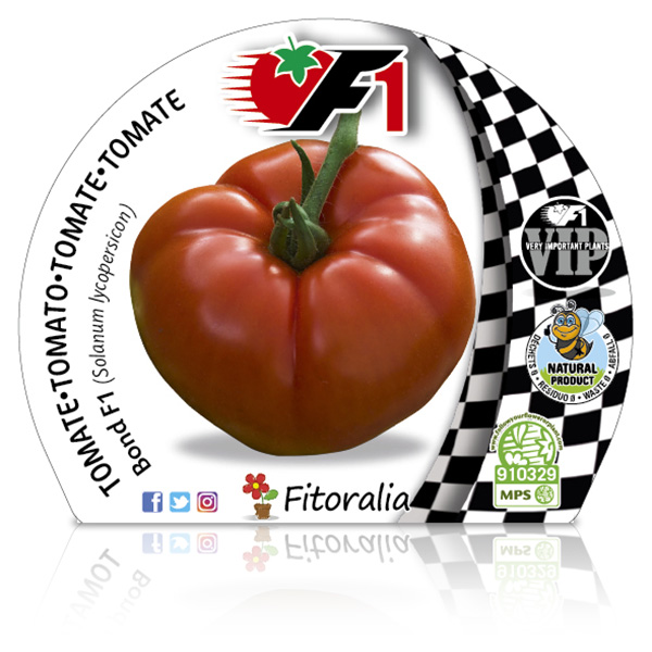 Pack Tomate Bond F1 6 Ud. Solanum lycopersicum