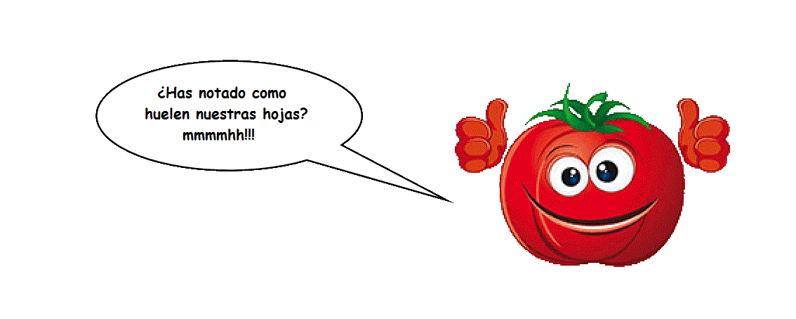 Tomatón bocadillo 2