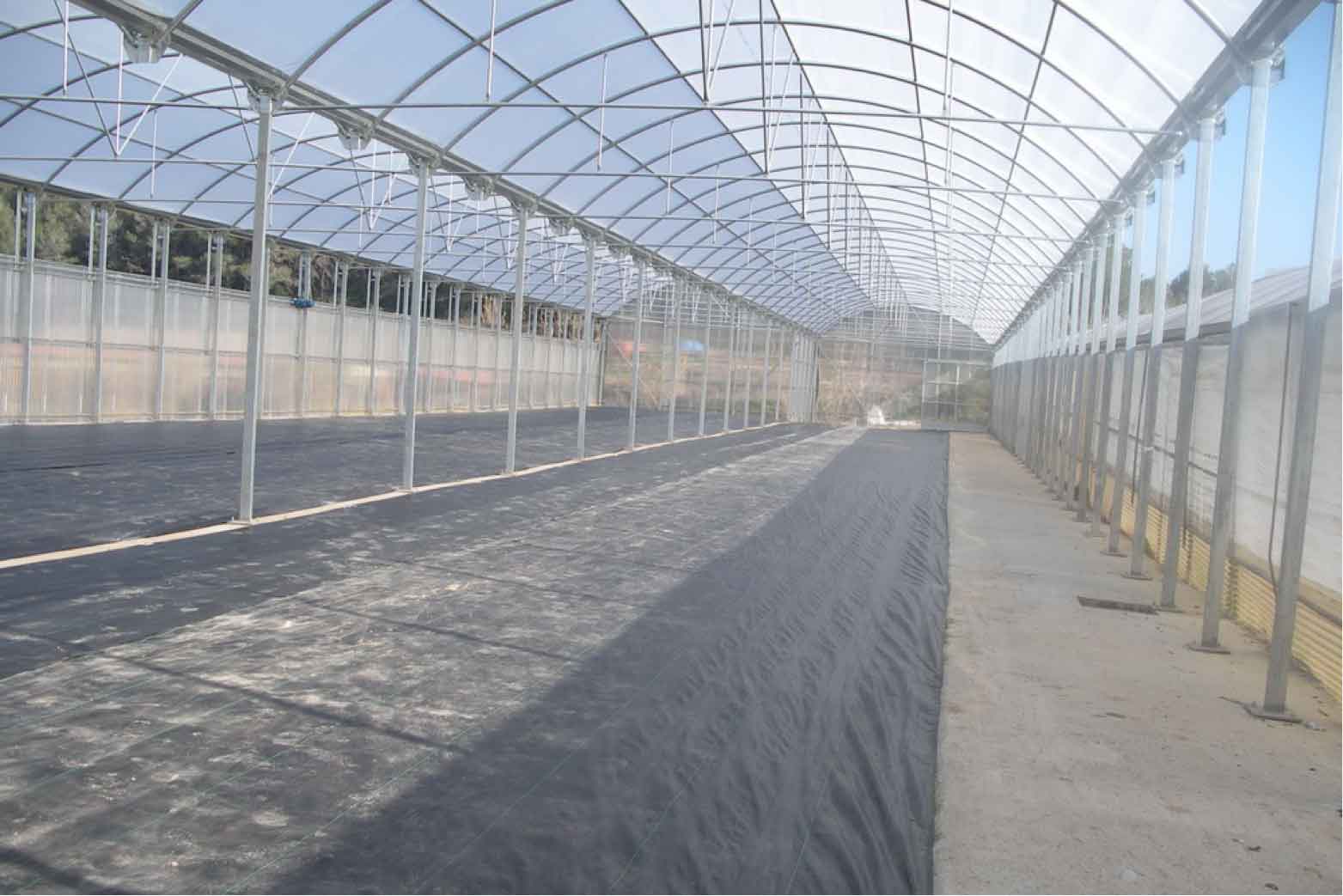 Interior invernadero de estructura de hierro y cubierta de plástico Fitoralia