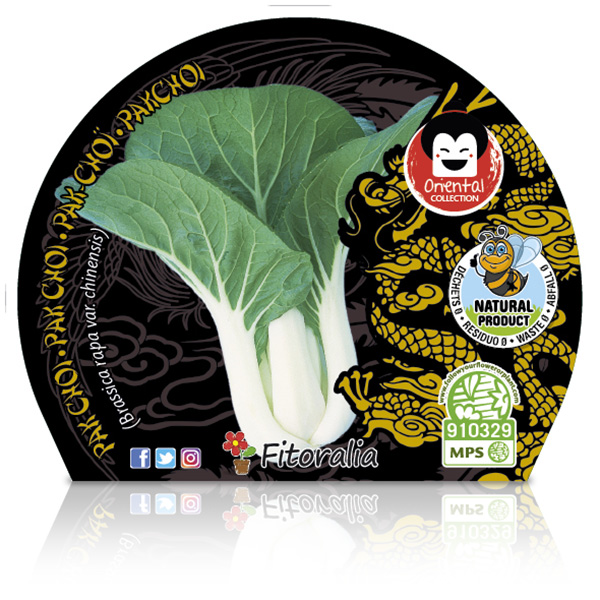 Pak Choi M-10,5 Brassica rapa var. chinensis W