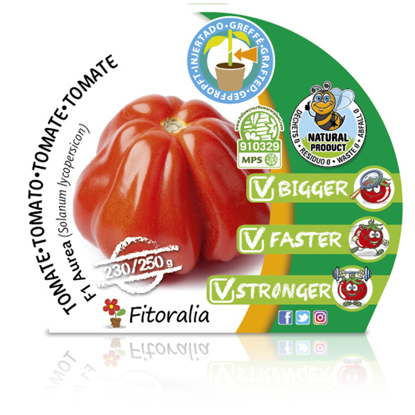 Tomate Injertado F1 Aurea M-10,5 Solanum lycopersicum W