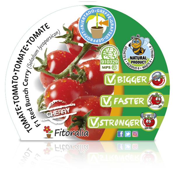 Tomate Injertado F1 Cherry Red Bunch M-10,5 Solanum lycopersicum W