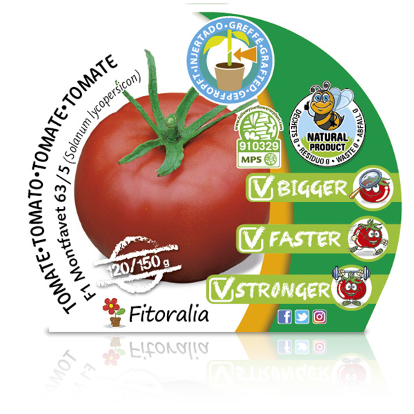 Tomate Injertado F1 Montfavet 63-5 M-10,5 Solanum lycopersicum W