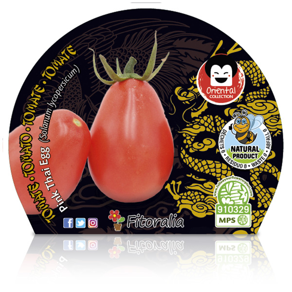 Tomate Pink Thai Egg M-10,5 Solanum lycopersicum W
