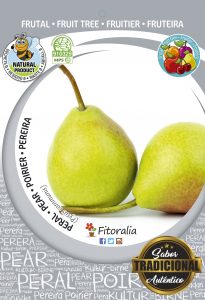 Peral Conference M-25 - Pyrus communis