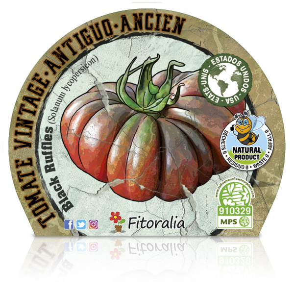 Tomate Black Ruffles M-10,5 Solanum lycopersicum E W