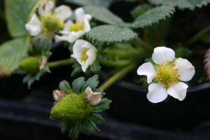 cómo es la Flor de fresón