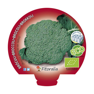 Pack Brócoli Verde 6 y 12 Ud. ECO