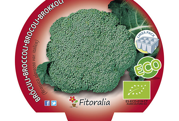 Pack Brócoli Verde 6 y 12 Ud. ECO