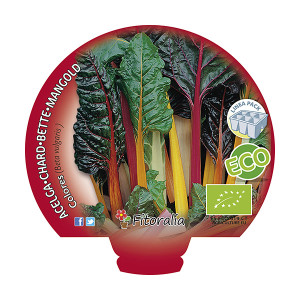 Pack Acelga Colores 6 Ud. ECO