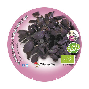 Albahaca Púrpura M-10,5 ECO