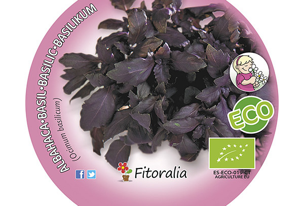 Albahaca Púrpura M-10,5 ECO