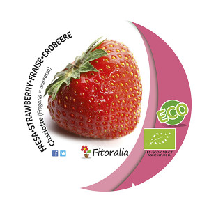 Fresa Charlotte ECO M-10,5