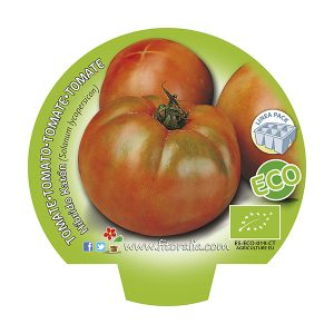 Pack Tomate Ensalada Híbrido Katon 6-12 ud. ECO