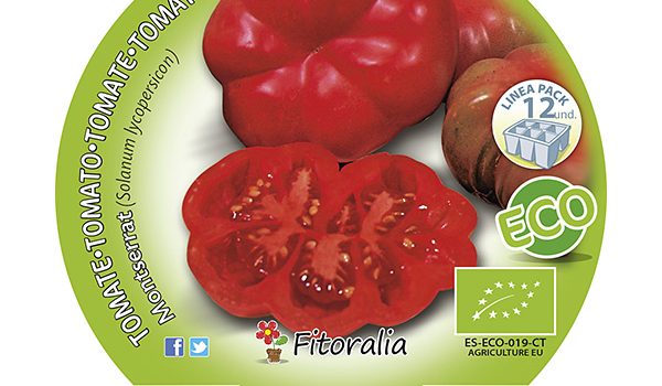 Pack Tomate Montserrat 6 y 12 Ud. ECO