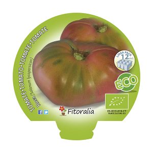 Pack Tomate Rosa 6 y 12 Ud. ECO
