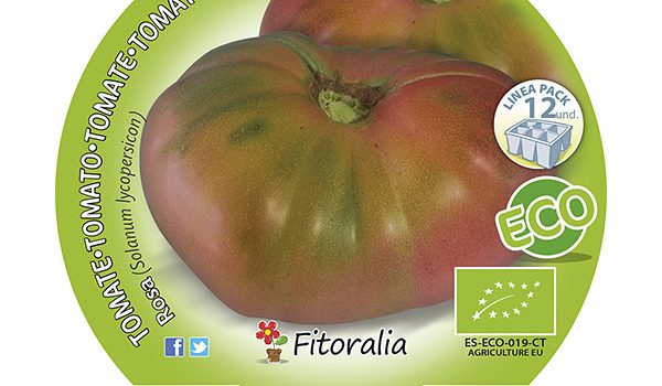 Pack Tomate Rosa 6 y 12 Ud. ECO