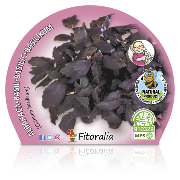 Albahaca Púrpura M-10,5 Ocimum basilicum W