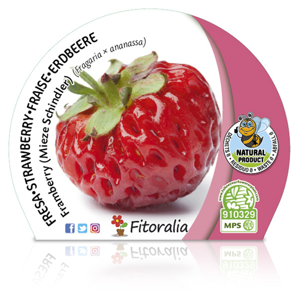 Fresa Framberry M-10,5 Fragaria × ananassa W