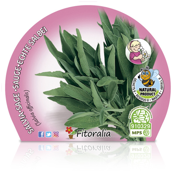 Salvia M-10,5 Salvia officinalis W