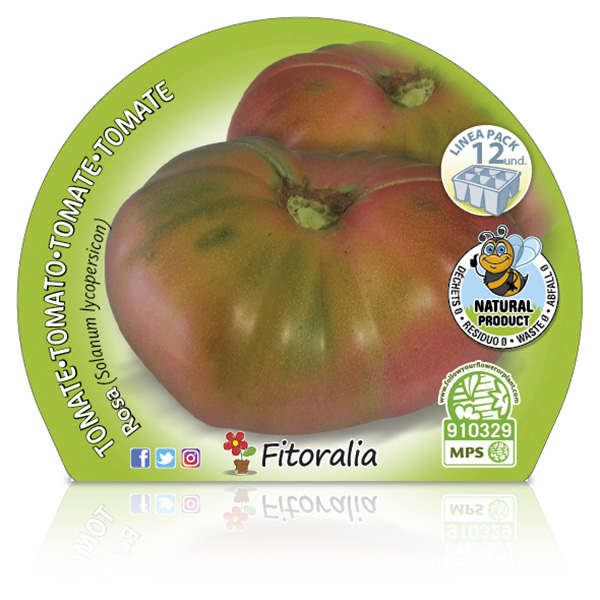 Pack Tomate Rosa 12 Ud.