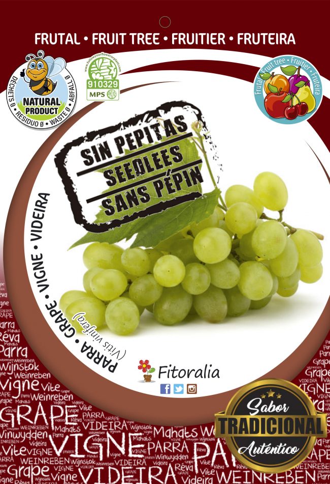 Parra Sultanina Seedless M-25 - Vitis vinifera